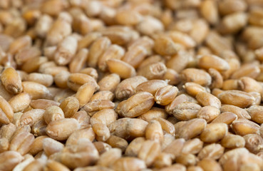 Surface of ripe grain.