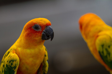 Sun Parakeet or Sun Conure parrot