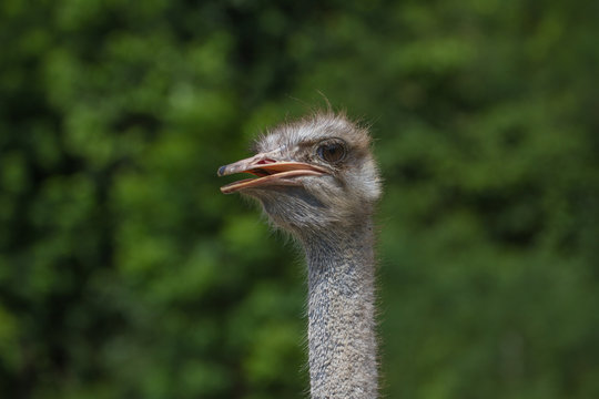 ostrich bird head portrait