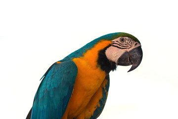 Macaw Parrot on white background