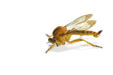 robber fly isolated on white background