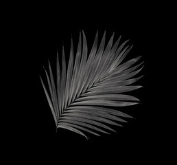 leaf of palm tree on black background