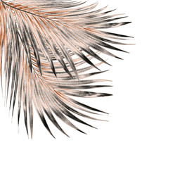 Obraz premium leaf of palm tree isolated on white background