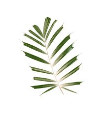 green leaves of palm tree isolated on white background