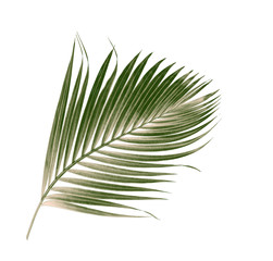Fototapeta premium green leaves of palm tree isolated on white background