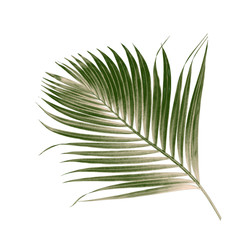 Fototapeta premium green leaves of palm tree isolated on white background