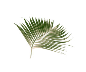 Fototapeta premium green leaves of palm tree isolated on white background