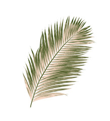 Fototapeta premium green leaves of palm tree isolated on white background