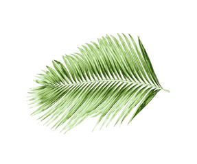 Fototapeta premium green leaves of palm tree isolated on white background