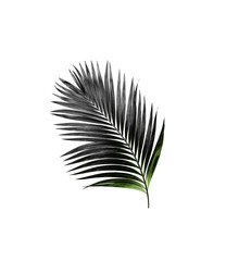 Obraz premium leaf of palm tree isolated on white background
