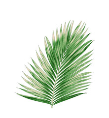 green leaves of palm tree isolated on white background