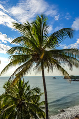 Fototapeta na wymiar Coconut Trees off the Cliff at Cabo De Rama Beach, South Goa, India