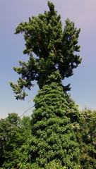 Piękne, wysokie, obrośnięte pnączem drzewo w zamkowych ogrodach na zamku Grodziec na Dolnym Śląsku
