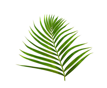 Green leaf of palm tree on white background