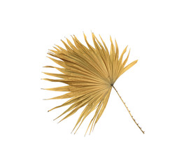 brown leaf palm tree isolated on white background