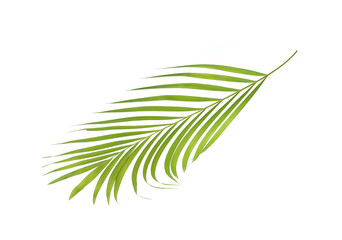 Green leaf of palm tree isolated on white background