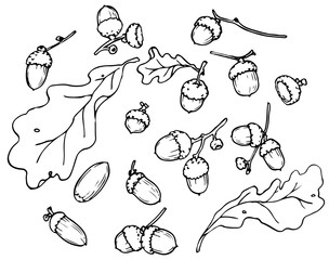 autumn acorns  black and white Botanical drawing