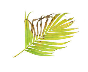 palm leaf isolate on white background