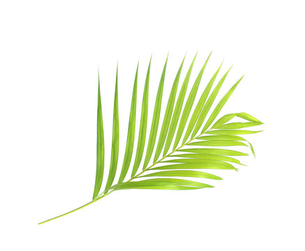 green palm leaf isolate on white background