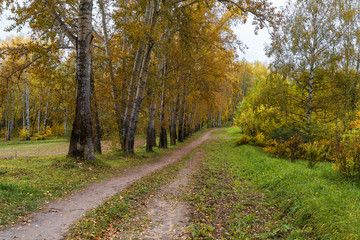Fototapeta na wymiar A path in the park among the trees covered with autumn foliage
