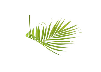 Green leaf of palm tree isolated on white background