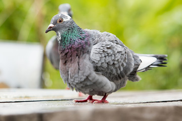 homing pigeon bird bathing green park