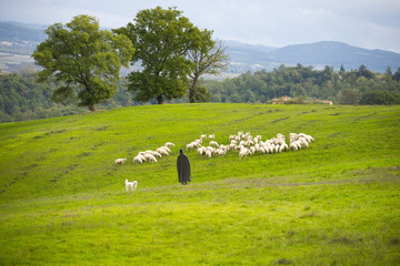 Schäfer mit Herde