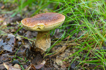 Borowik © © Jakacki