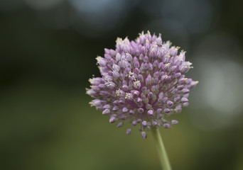 Blüte des Zierlauch - Lauch (Allium)