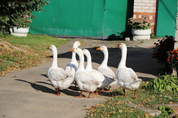 a flock of white geese walking along a village street