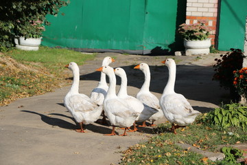 a flock of white geese walking along a village street