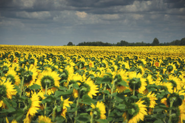 Sunflowers growing in agricultural field.Selective focus.