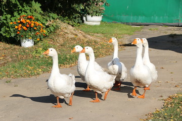 a flock of white geese walking along a village street
