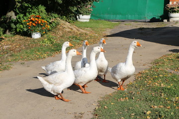 Obraz premium a flock of white geese walking along a village street