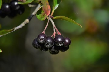 ripe black bush berries