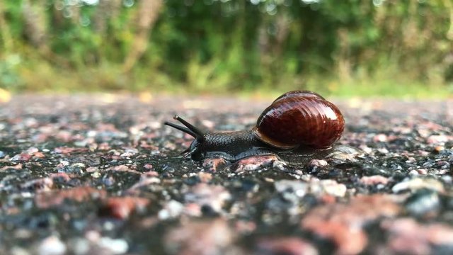 Snail crawling forward on asphalt.