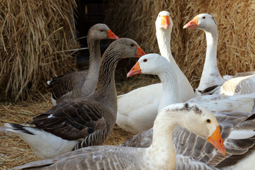 Geese in a Barnyard