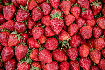 Red strawberry fruit. Fresh harvested strawberries - background from freshly harvested strawberries