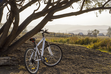 Fototapeta premium The Bicycle under the tree. Bike ride at sunset