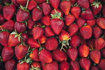Red strawberry fruit. Fresh harvested strawberries - background from freshly harvested strawberries