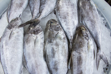 Fresh fish,(Black-banded trevally)