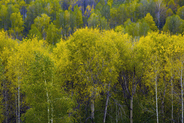 autumn gold, the nature of Russia. Golden September