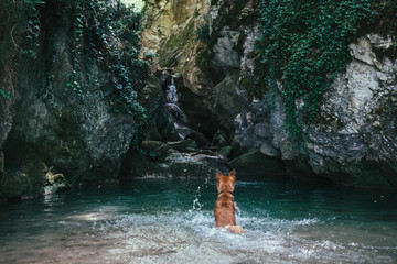 a dog plays in the water