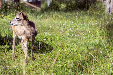 Obraz premium Young european mouflon animal on green meadow with grass