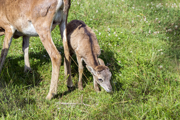 Young european mouflon animal with mother on green meadow with grass