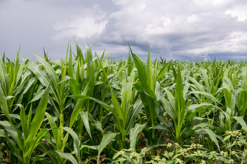 Obraz premium Corn farm with blue cloudless sky background
