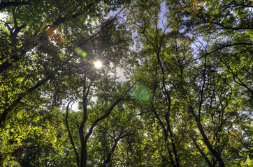 Forest landscape on a sunny autumn day
