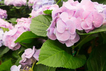 Fototapeta premium Hydrangea flower background.(Hortensia flower)