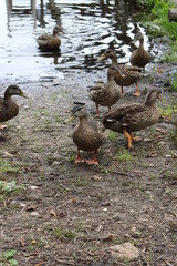 Ducks on lake shore