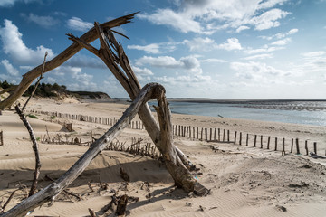 Des arbres morts partiellement ensevelis dans la dune de sable ont été cassés par le vent...